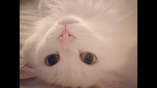 Bad Kitty Sabrina Vaz