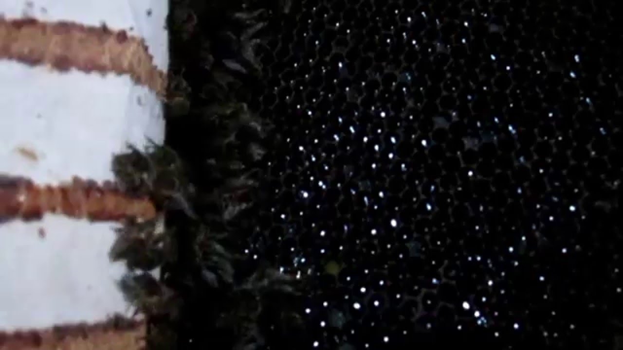 Как подкормить пчел Как подкормить пчел