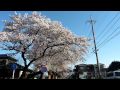 宇都宮 日光街道桜並木