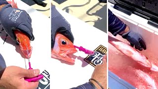 How to ikejime a fish in under 30 seconds