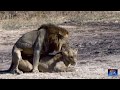 Lions sex - sexo de leones
