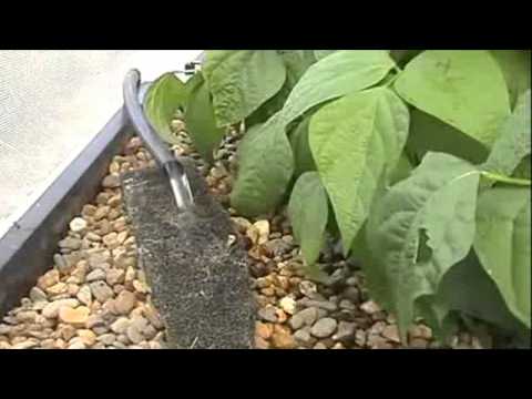 Aquaponic Equipment Aquaponics Fish Food