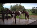 Cavalo Mangalarga Paulista Cobrindo Gua Mangalarga Paulista Cavalo Mangalarga Paulista Cobrindo Gua Mangalarga Paulista