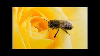 Bees May Understand Zero, a Concept That Took Humans Millennia to Grasp