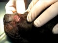 Cas de Tinya (Dermatofitosi Canina amb Furunculosis)