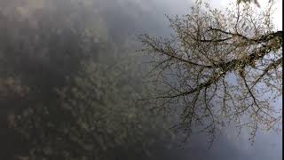 SF - Garden - Reflection