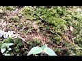 The Trapdoor Spiders in wildlife habitat.