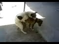 köpeklerin aşkı