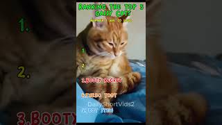 Top 5 Funny Cat Farts Thatll Leave You Crying Laughing