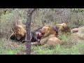 Intense Footage Three Male Lions Killing A Buffalo Bull images Intense Footage Three Male Lions Killing A Buffalo Bull