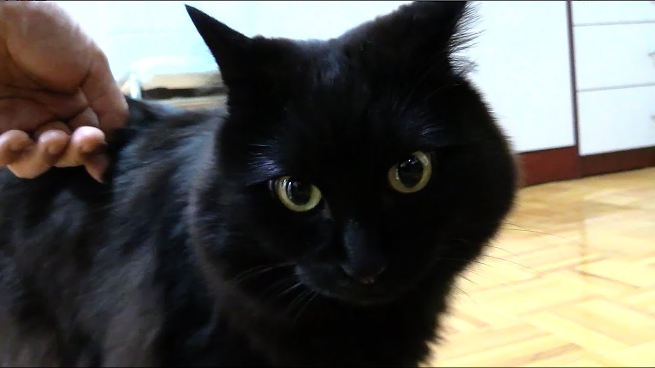 しおちゃんの「た〜こ〜」Theo the cat called me "moron"  