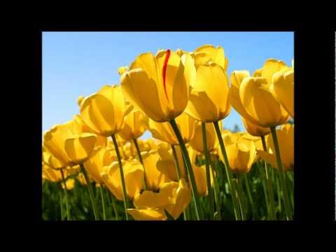 Kal Ho Na Ho Karaoke.wmv