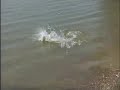 Video de Pesca de carpas con artificial - video inedito mundial - www.jigmultiuso.com