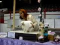 Hope Ganano's final at the Winston-Salem Cat show on September 19th.