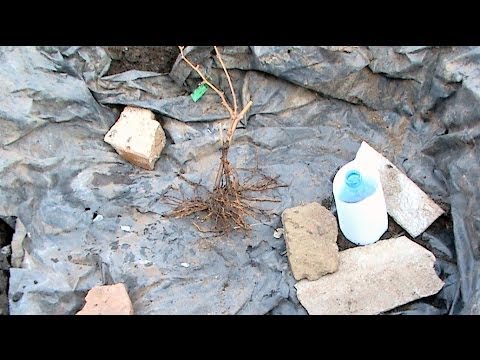 Пересаживать ли ребенка в прогулочную коляску? Во сколько пересадили Вы Когда можно сажать ребенка в прогулочную коляску: оптимальный возраст
