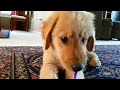 Golden Retriever puppy brushes her teeth