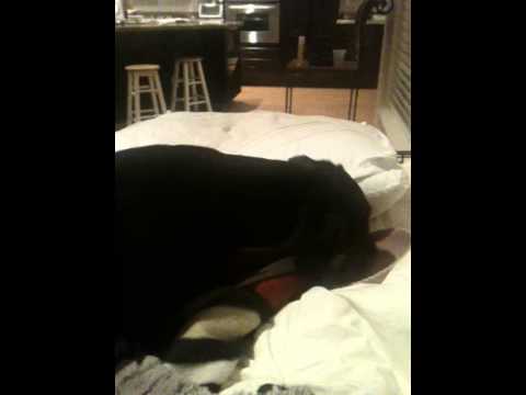 biggest dachshund