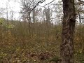 Lov divočáka