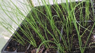 How to start Chinese Chives seeds How to start Chinese Chives seeds