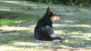 Watch Blue Dogs Watchful Cow video