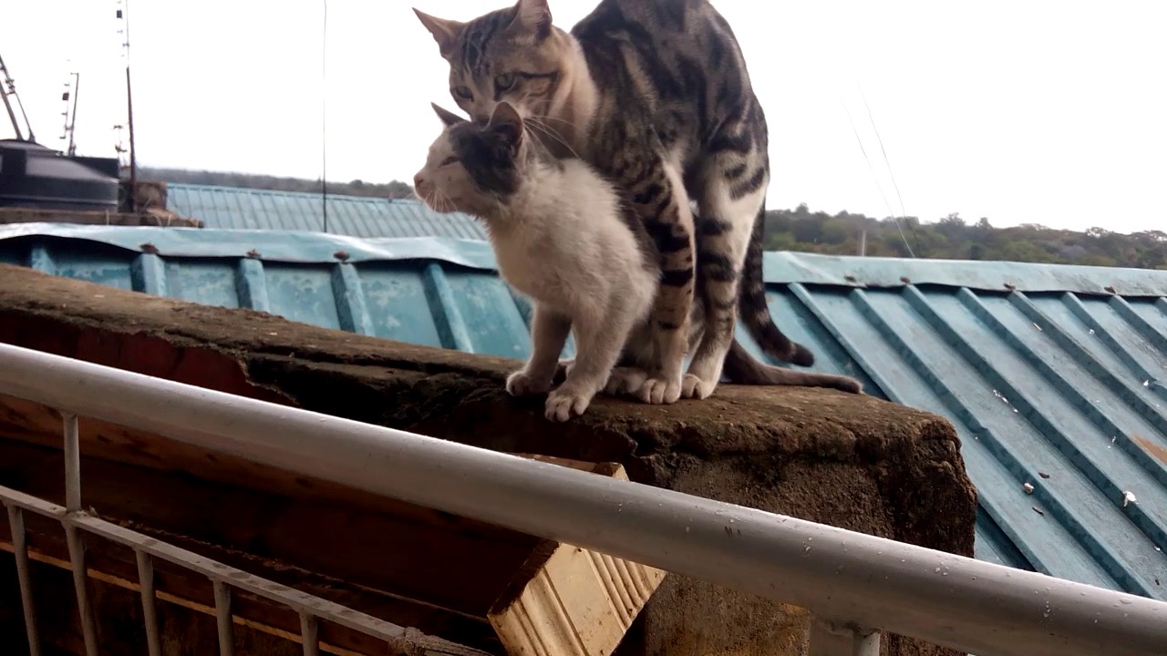 Intense sucking the balcony free