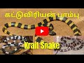 கட்டுவிரியன் பாம்பு | Krait Snake | Tamil