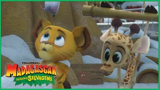 Melman, O Doutor Dreamworks Madagascar Em Português