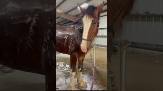 Splish Splash! Clydesdale Horse Takes A Bath! #Shorts #Clydesdale #Horse #Rescuehorse