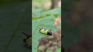 Trailside Treasures Saddleback Caterpillar Amazing