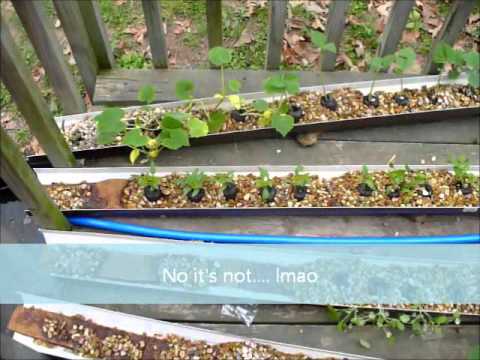 Aquaponic Vegetable Garden - YouTube