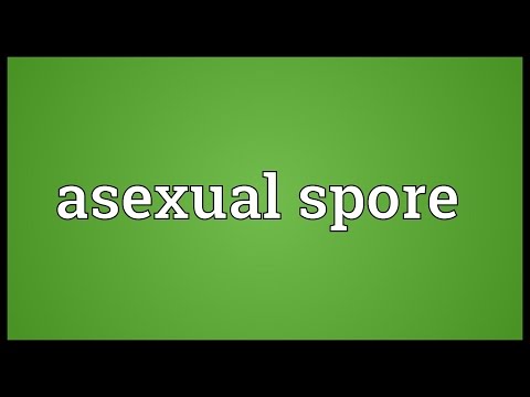 Header of Asexual Spore