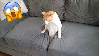 Los Videos De Perros Y Gatos Más Divertidos Parte 510