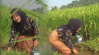 Keseharian Neng Nayla Bikin Terkagum Menangkap Ikan Di Sawah