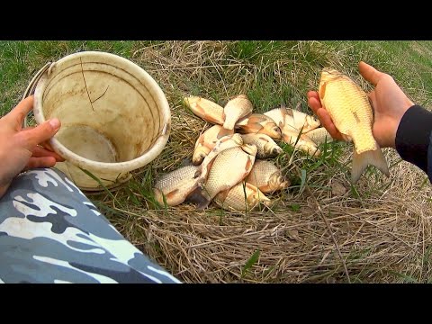 когда клюет карась весной и на что клюет когда клюет карась весной и на что клюет