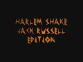 Harlem Shake Crazy Jack Russell (Dog) Edition