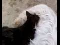 Do Not Watch Dog Breastfeeding CAT VIDEO!