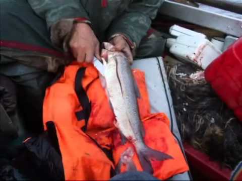 рыбалка тазовский видео рыбалка тазовский видео
