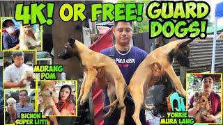 Free Lang Sa Kanya Ang Guard Dogs Dagsa Ang Magandang Aso At Pusa Sa Bocaue Pet Market 91225