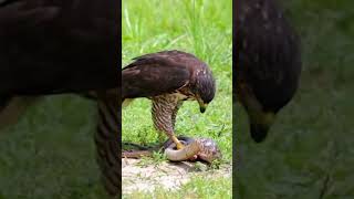 eagle vs big  snake~mayahira
