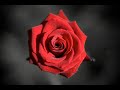 A Single Rose - Brian Crain