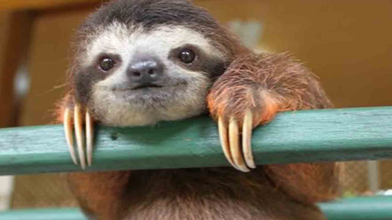 sloth face