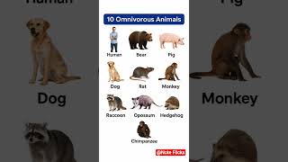 Omnivorous Animal 10 Omnivorous Animal Omnivorous Animal Name Carnivorous Omnivorous Animals