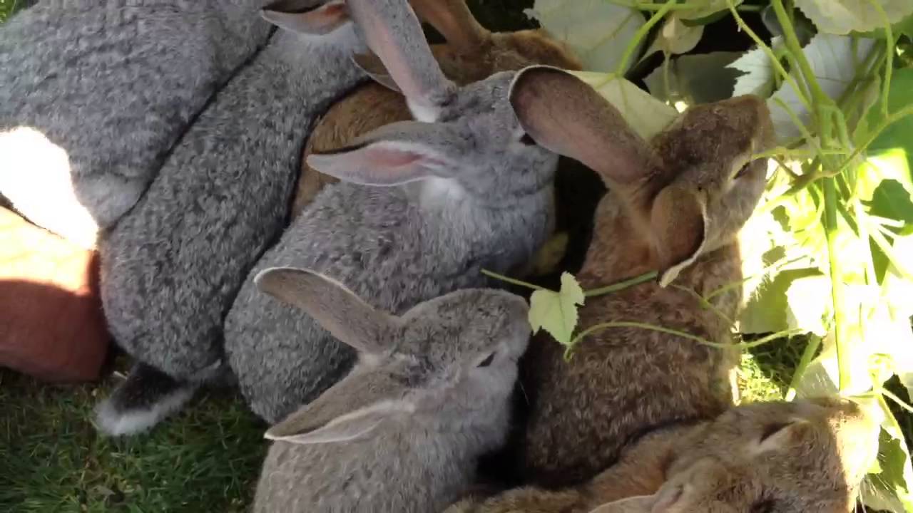 Чем кормить маленьких крольчат в домашних условиях Чем кормить маленьких крольчат в домашних условиях