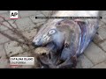 Raw: 18-foot Sea Creature Found Off Calif. Coast