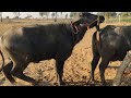 2 दूसरी बार मिलवाया भैंस को पाड़ा |Second Time Buffalo Pada Mating | Milk Donon Time 12 Litre Bhains