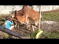 The Best Cow Meeting Bangladesh Farmar