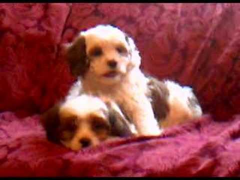 Shih+tzu+poodle+cavalier