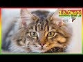 🐱 Zoboomafoo 137 - Cats | HD | Full Episode | Animal Shows for Kids 🐱