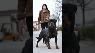 Rottweiler Glow-Up Gone Wrongor Right?