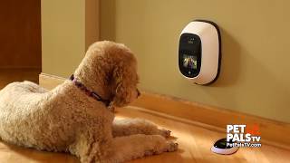 Your pet can text you now with this gadget